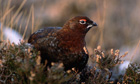 A grouse on an estate in Angus, Scotland