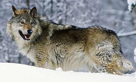 Endangered Gray Wolves