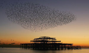 A flock of starlings gather over the derelict West Pier in Brighton