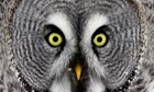 great grey owl eyes Finland