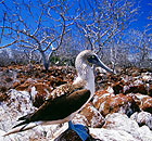 Blue-footed Booby bird on Galapagos Islands, Ecuador