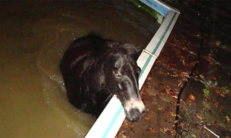 a drunk pony had to be rescued from a swimming pool after he gorged on fermented apples and fell in