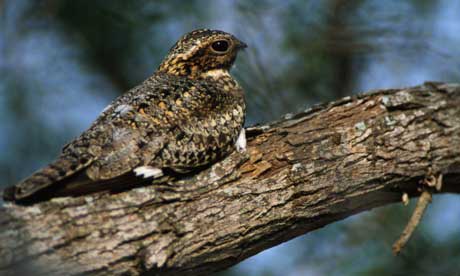 Common Nighthawk