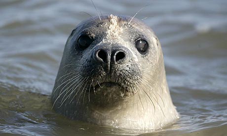 seal. Common seals are one of