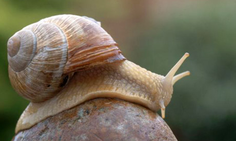 biggest snail