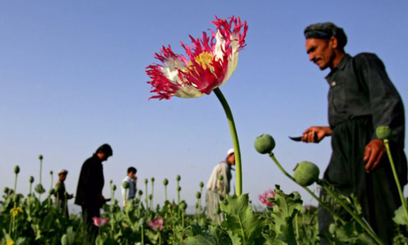 Afghan farmers in a poppy field