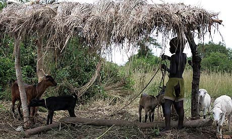 Noah Akello, aged six, who works on his father's farm in Katine when not at school