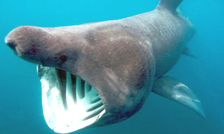 Basking Shark Images