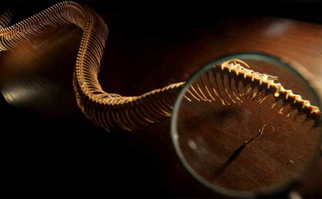 Darwin exhibition: Reticulated python skeleton