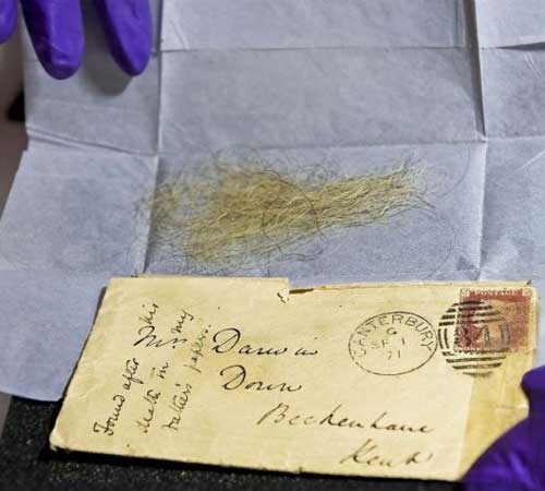 Darwin exhibition: beard hairs