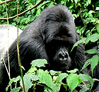 Silverback gorilla, Kabir, in Virunga National Park, Congo