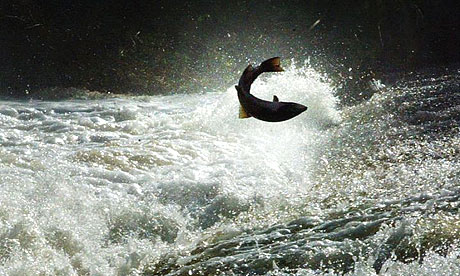 A salmon jumps Could weir on the river Tweed in the Scottish Borders