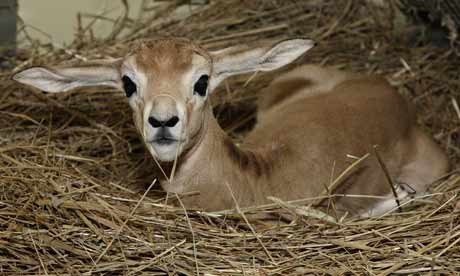 Cute Gazelle