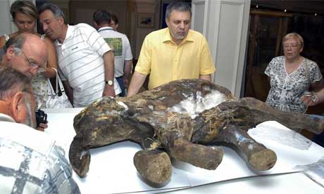 Mammoth Carcass