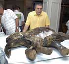 Carcass of a baby woolly mammoth