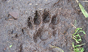 An otter paw print found on Brownsman, one of the Farne Islands.