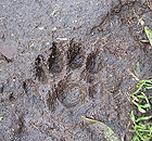 An otter paw print found on Brownsman, one of the Farne Islands.