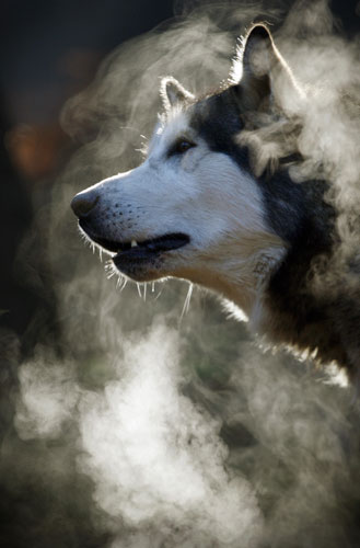 Gallery 24 Sport: A malamute dog's hot breath steams aroun