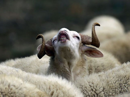 Gallery Week in wildlife: Izmi, Turkey: A ram at an animal market