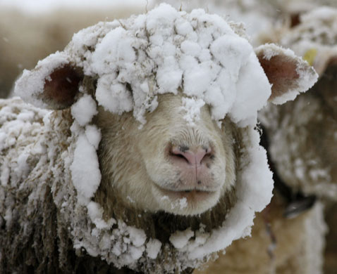 Gallery Week in wildlife: Switzerland: A snow-covered sheep stands in a meadow