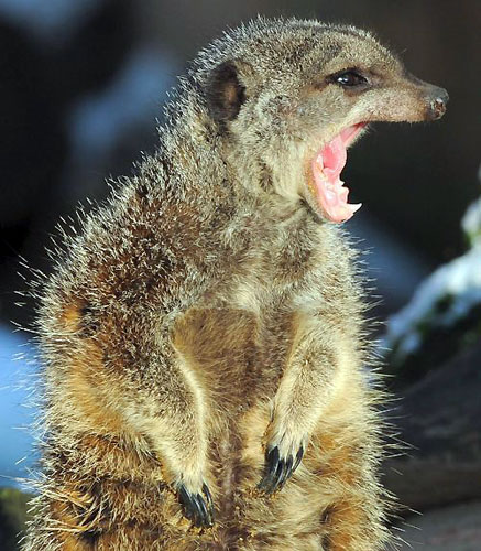 Gallery Week in wildlife: Brunswick, Germany: A meerkat in the zoo