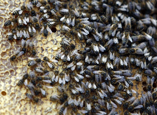 Gallery Week in wildlife: Stoneleigh, UK: Honeybees on a honeycomb at The National Beekeeping Centre