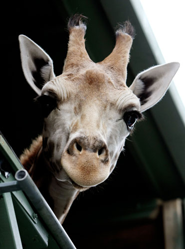 Gallery Week in wildlife: Port Botany, Australia: Forrest, a one year old male giraffe,