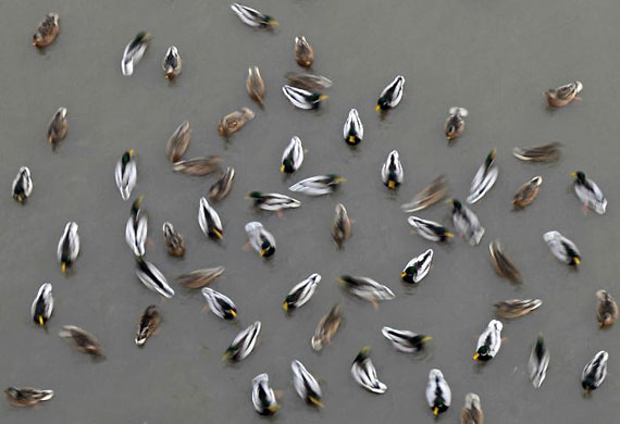 Gallery Week in wildlife: Russia: A flock of ducks swim in the Vologda river