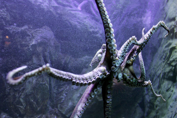 Gallery Week in wildlife: Luiza, a six-month-old octopus