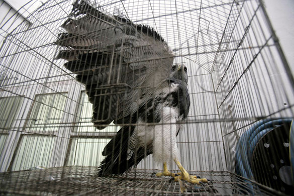 Gallery Week in wildlife: A hawk sits inside a cage after being confiscated at a black market in Lima