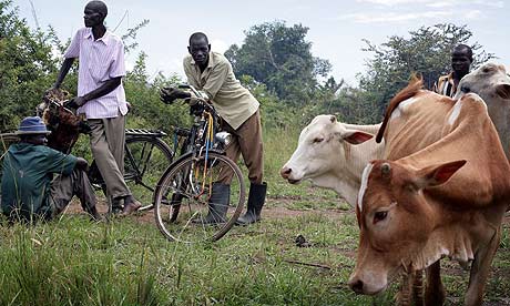 Katine market, where cattle is bought and sold