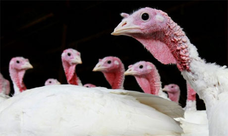 Turkeys at Thanksgiving