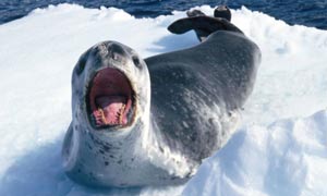 Leopard Seal