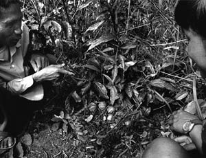 Cluster bombs in Laos