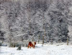 A Shetland pony in snow in Co Durham