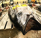 A large tuna lies on a pallet at the Tsukiji fish market in Tokyo