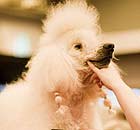 A standard poodle at the Kennel Club's Discover Dogs show
