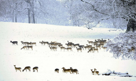 Deer run amid the snow in Ripon, north Yorkshire