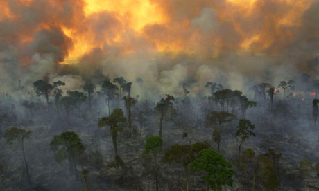 Burning rainforest