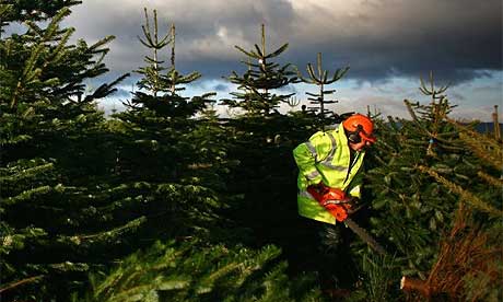 Cutting Christmas trees