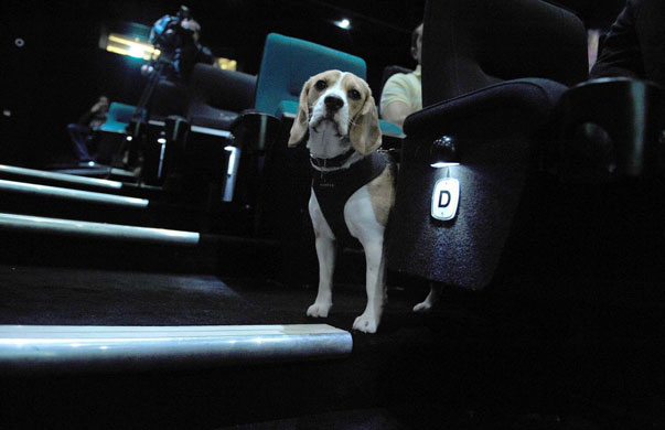 Gallery December 1 2008: London, UK: A beagle looks out from behind seats at the 2008 Fido awards