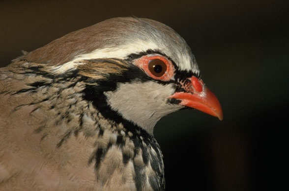 Gallery 12 days of christmas: A partridge