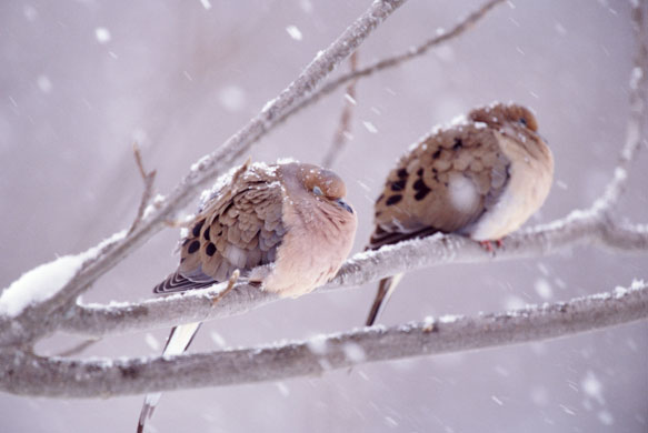 Gallery 12 days of christmas: Two doves