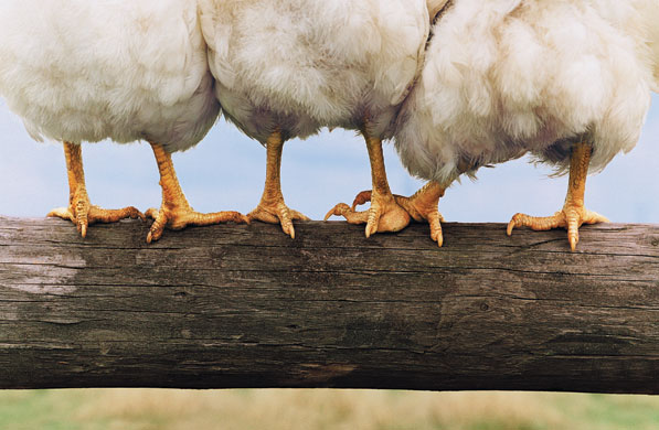 Gallery 12 days of christmas: Three hens