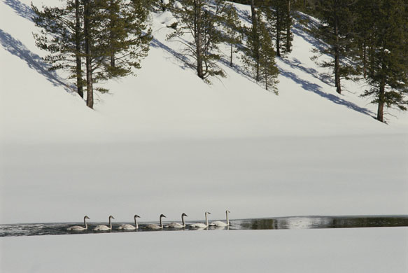 Gallery 12 days of christmas: Seven swans a-swimming