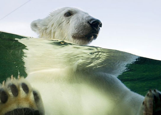 Gallery December 10 2008: Stuttgart, Germany: Polar bear Wilbaer