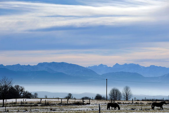 Gallery December 10 2008: Bavaria, Germany: Two horses try to find some food on a snowy meadow 
