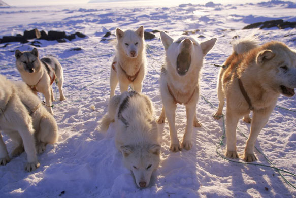 Gallery Greenland: A dogsled team wakes up in Greenland