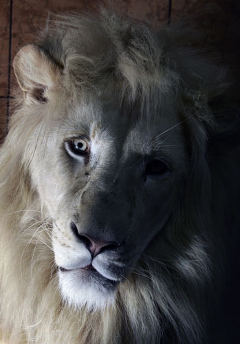Gallery 24 hours in pictures: a white lion at Belgrade Zoo