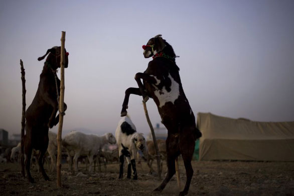 Gallery Week in wildlife: Islamabad, Pakistan: Two sheep fight